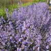 Nepeta Racemosa Walker's Low